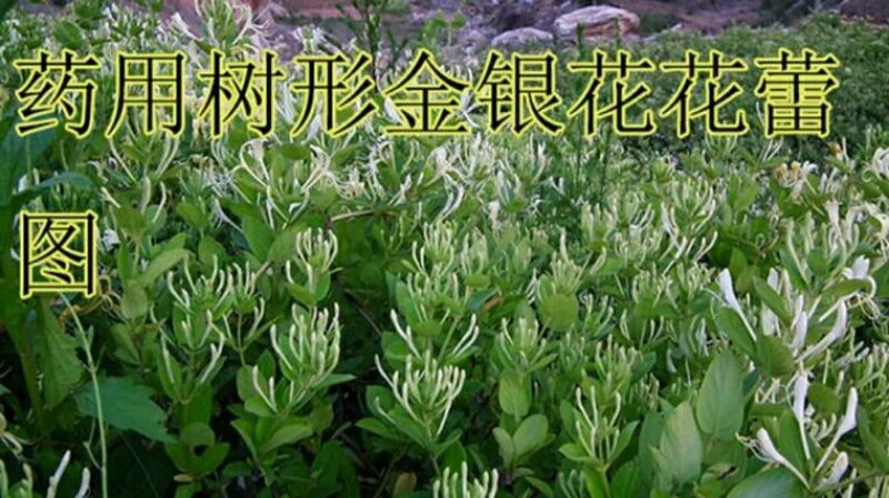 金银花1米以下
