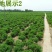 金银花1米以下