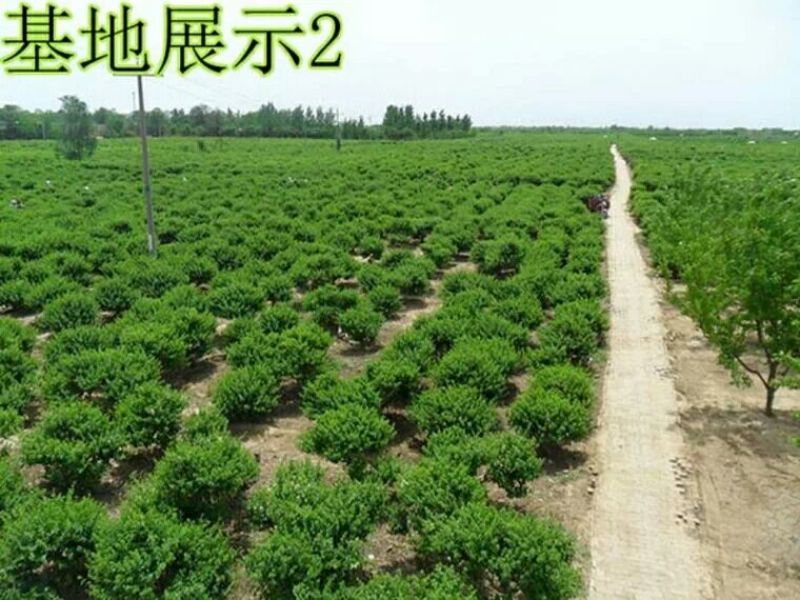 金银花1米以下
