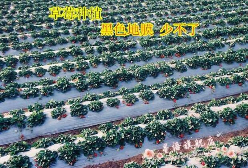 地膜低价格高品质