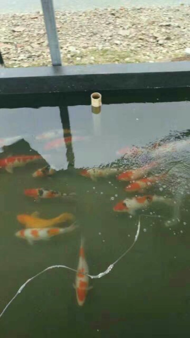 锦鲤鱼苗人工养殖