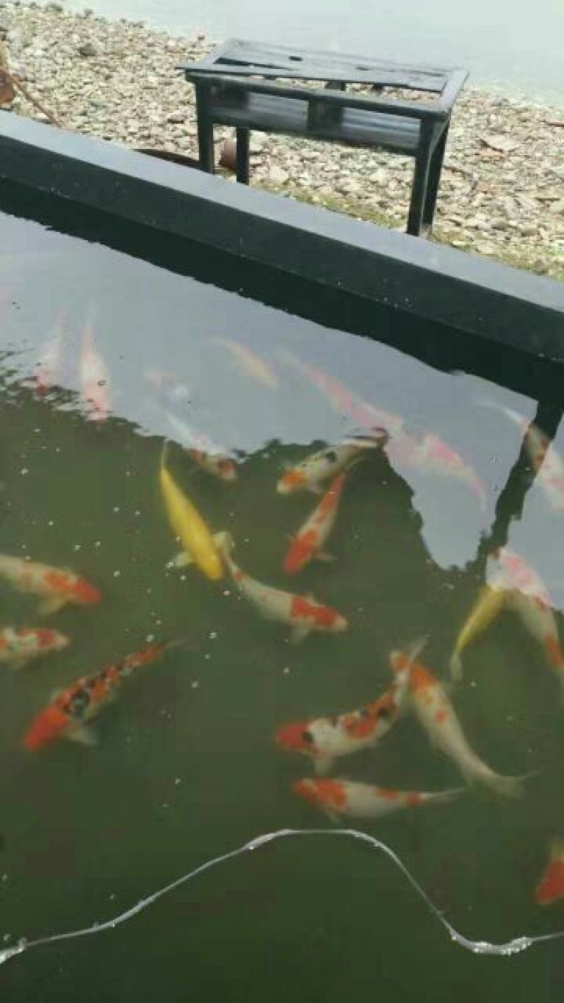 锦鲤鱼苗人工养殖