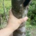 沉香树141~170cm