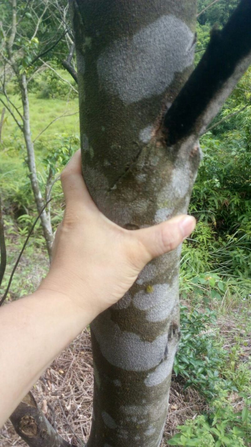 沉香树141~170cm