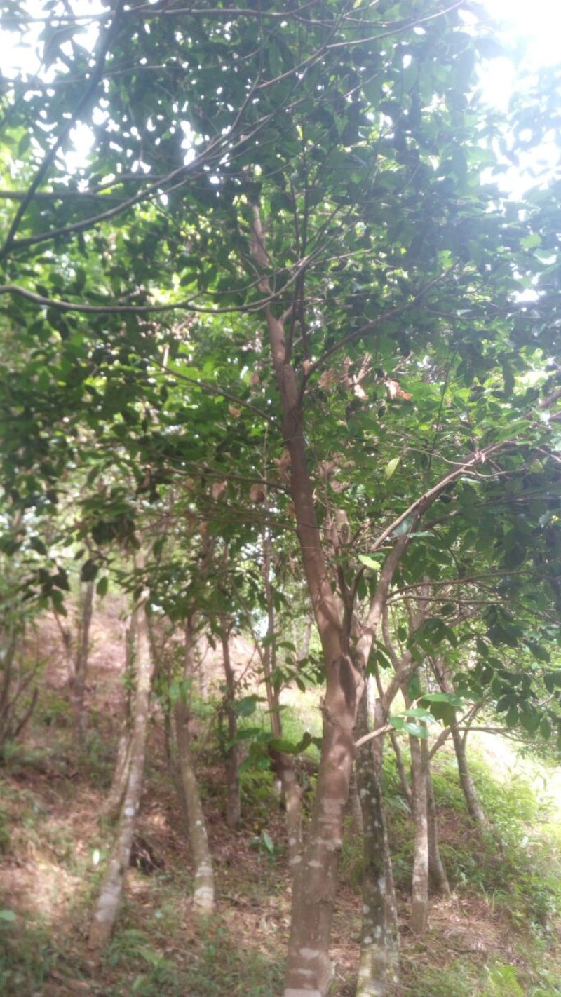 沉香树141~170cm