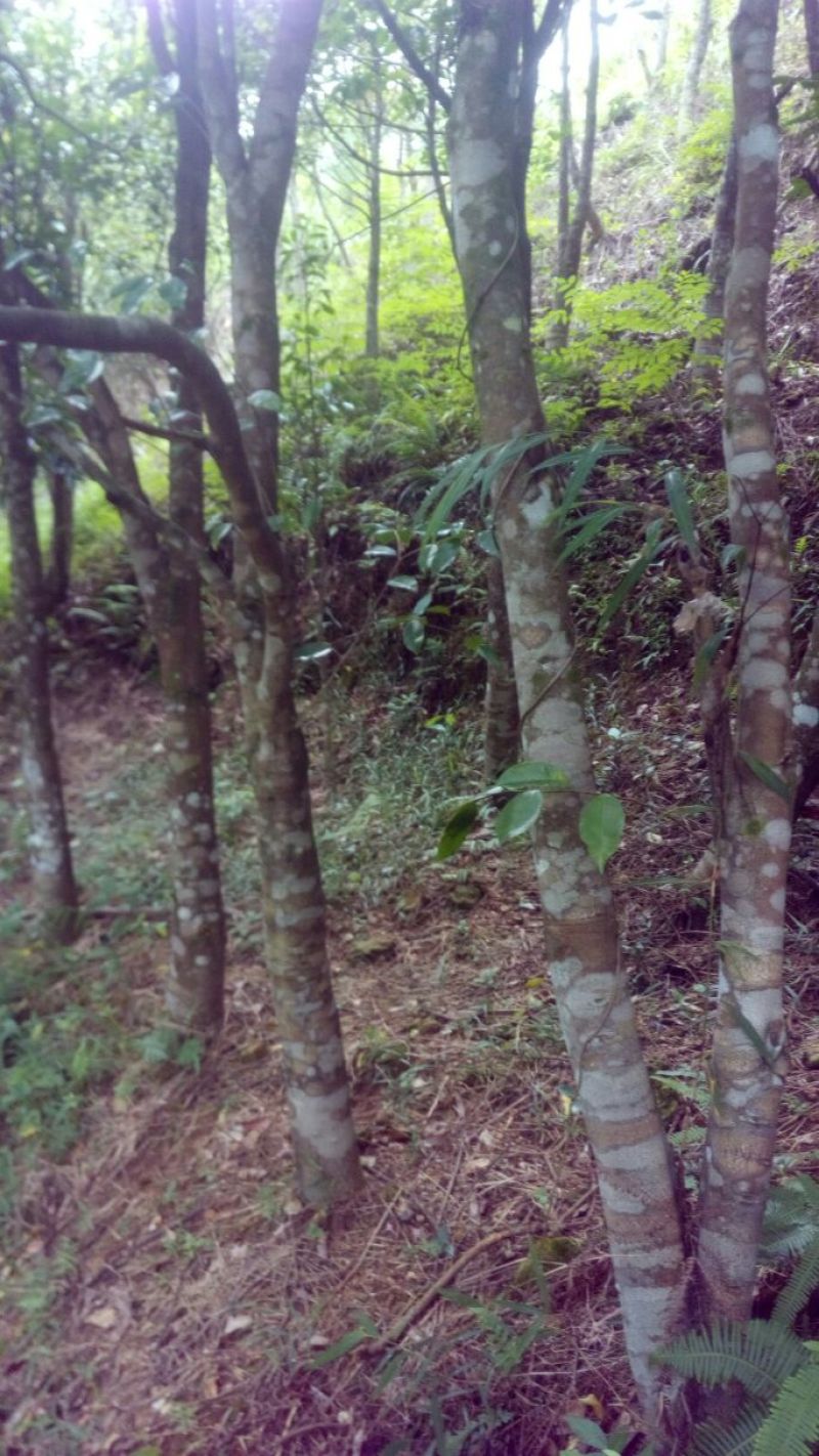 沉香树141~170cm