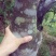 沉香树141~170cm