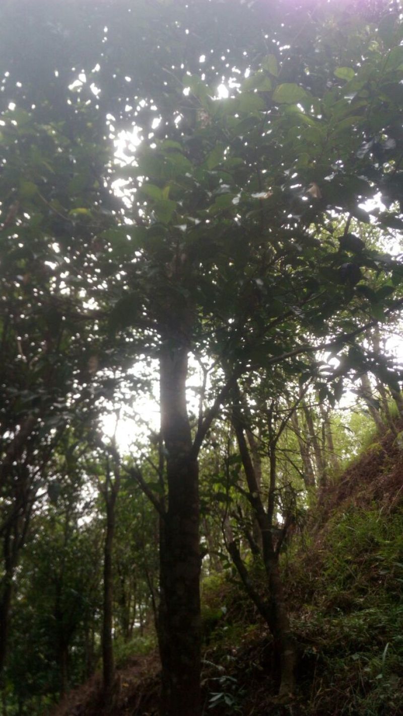 沉香树141~170cm