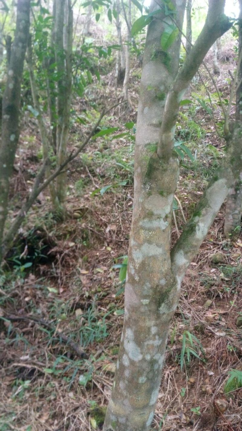 沉香树141~170cm
