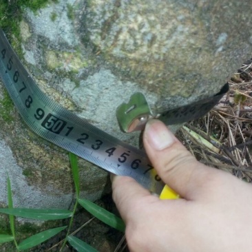 沉香树141~170cm