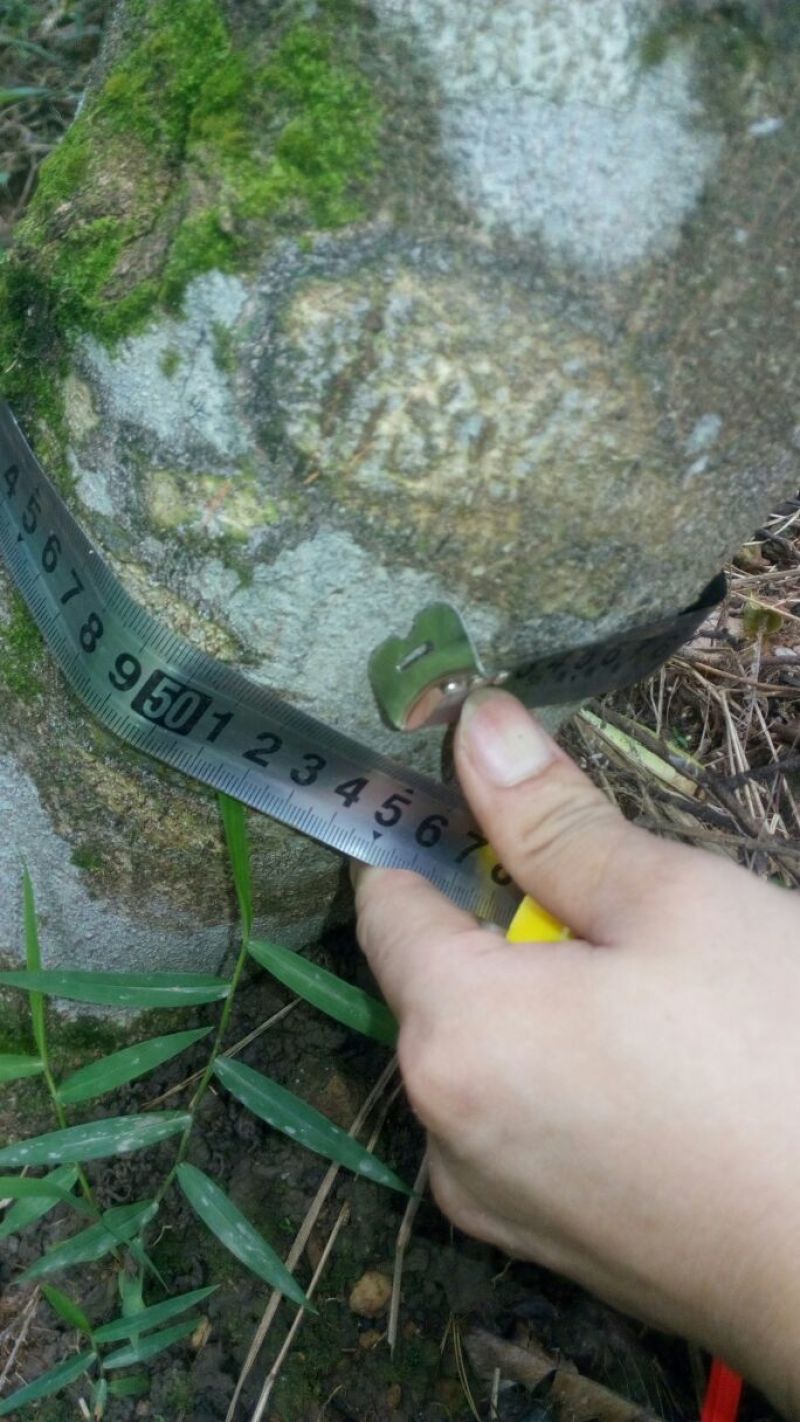 沉香树141~170cm
