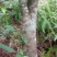 沉香树141~170cm