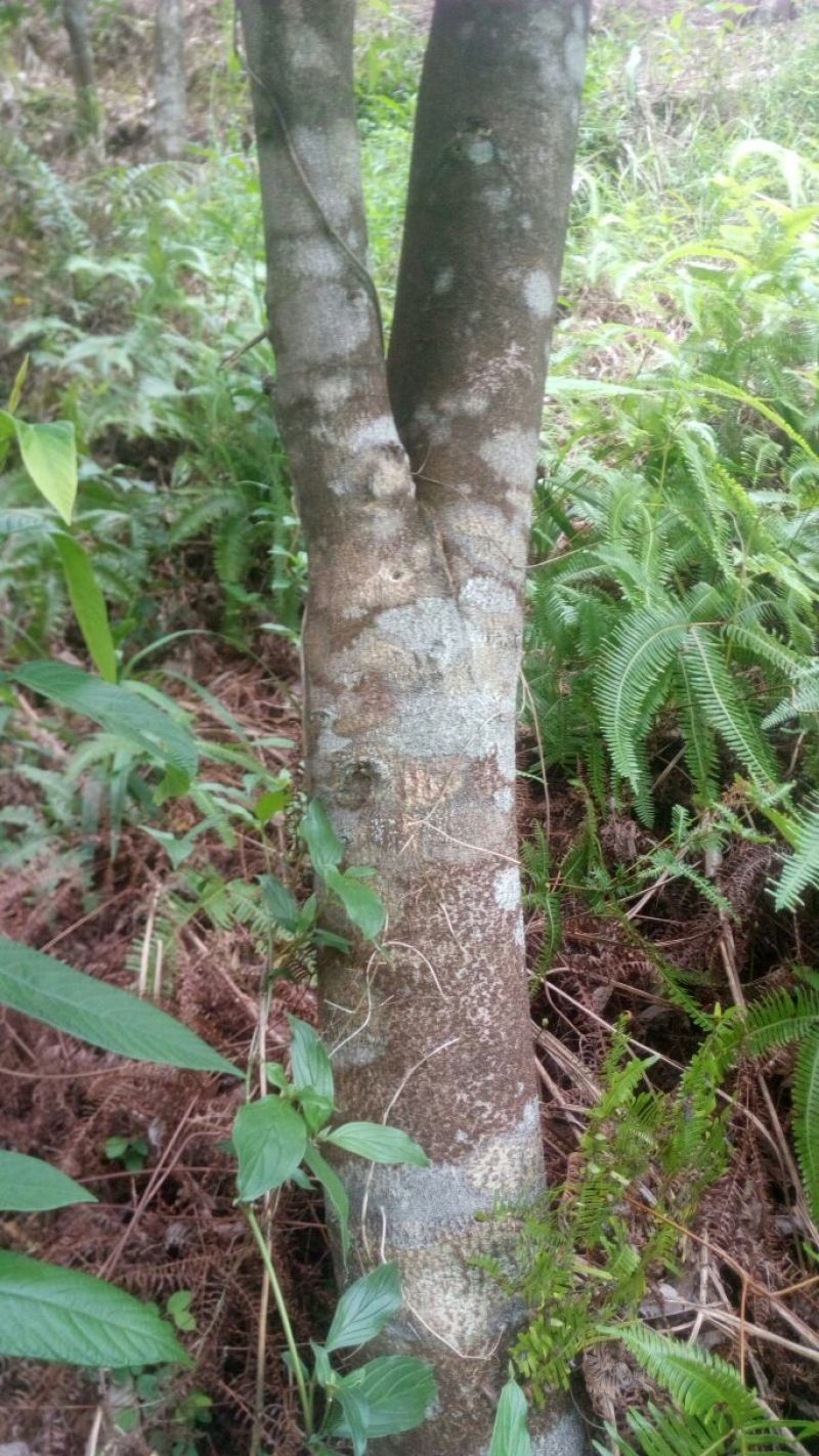 沉香树141~170cm