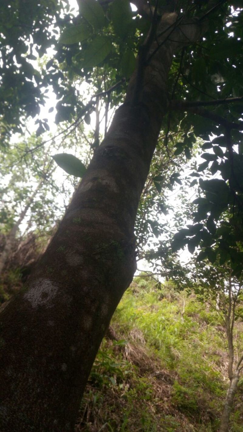 沉香树141~170cm