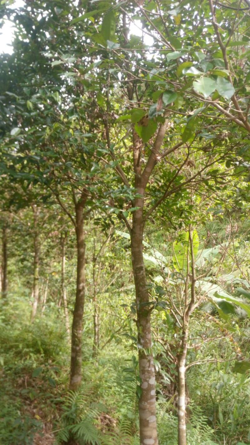 沉香树141~170cm