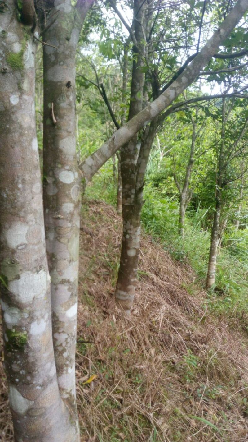沉香树141~170cm