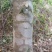 沉香树141~170cm