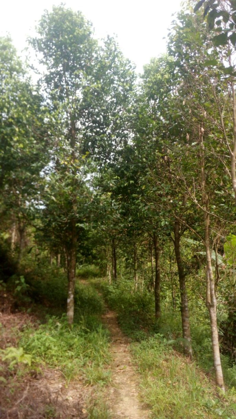 沉香树141~170cm
