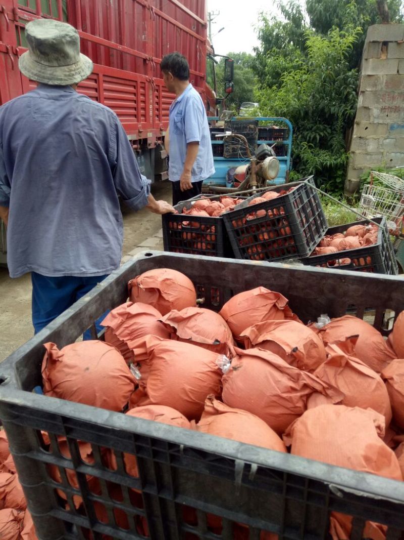 黄金梨，丰水梨果园看货，一手货源，口感脆甜多汁，全国发货
