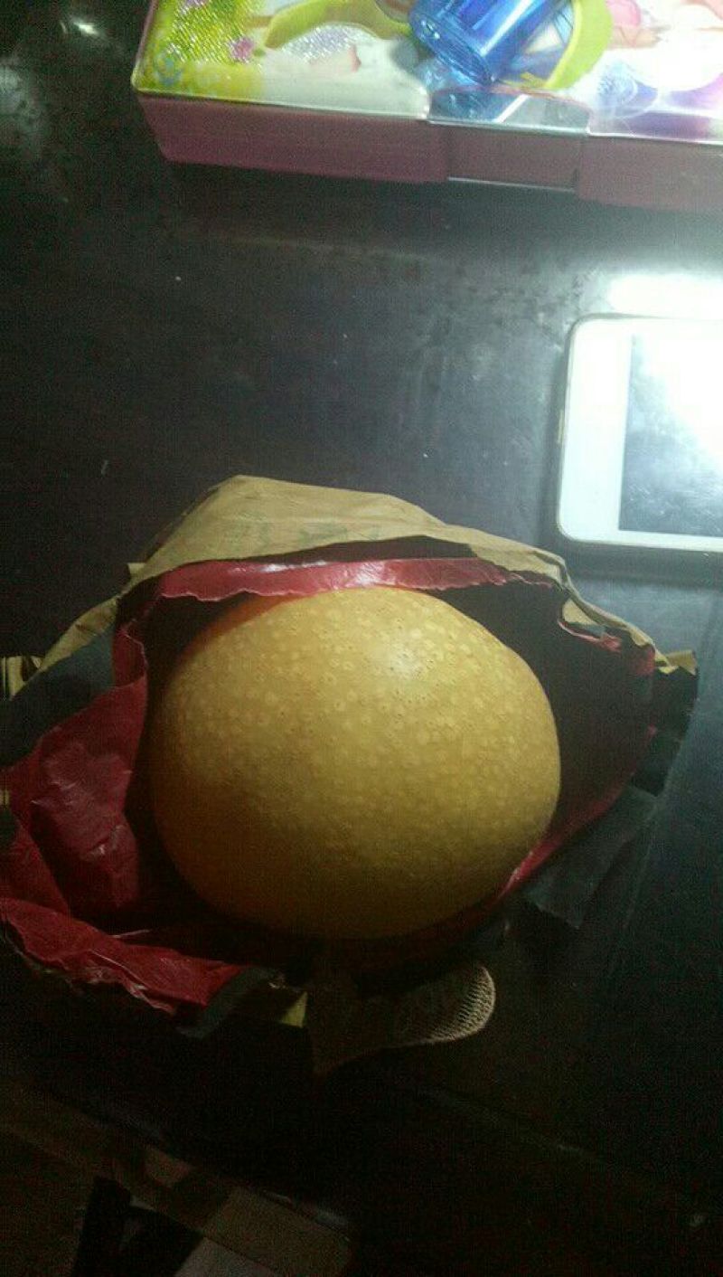 黄金梨，丰水梨果园看货，一手货源，口感脆甜多汁，全国发货