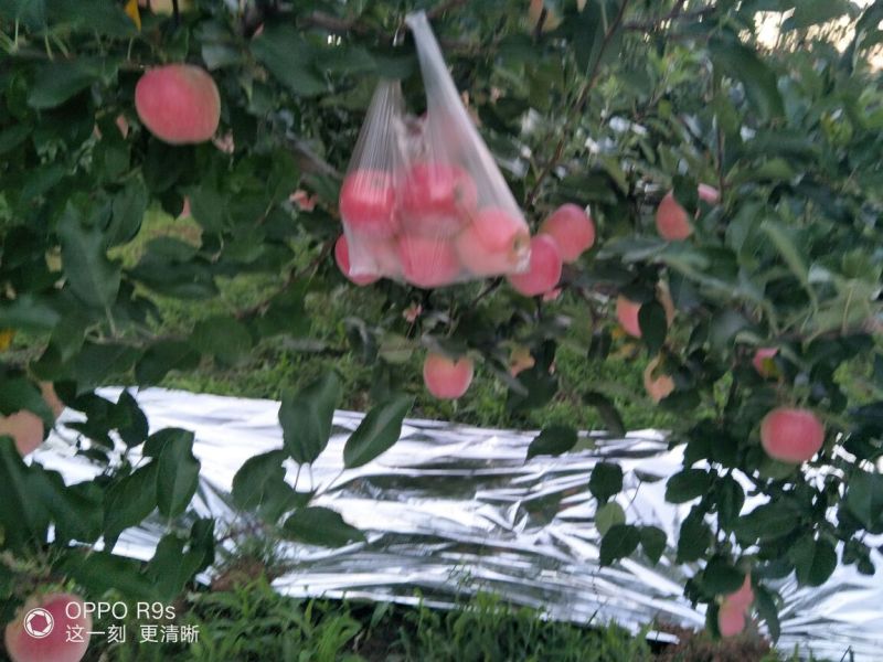 嘎啦苹果纸袋，脆甜多汁，颜色靓丽