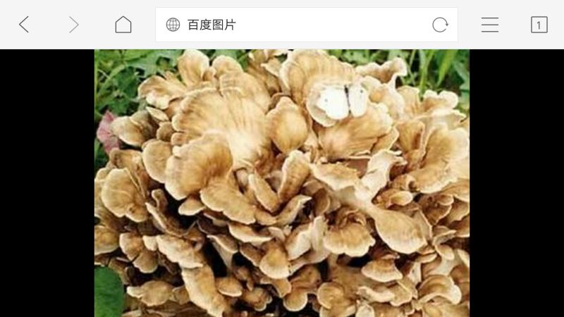 鲜栗蘑一级