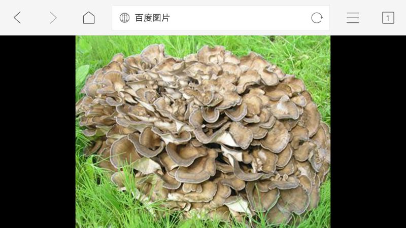 鲜栗蘑一级
