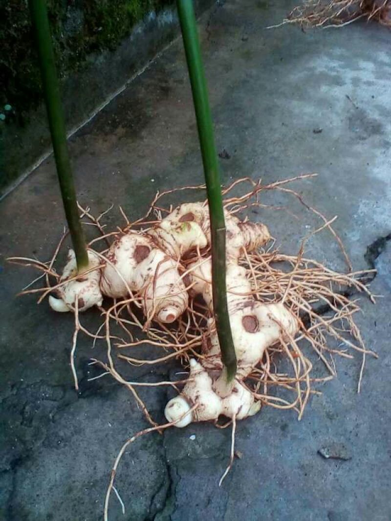 黄精甜统个