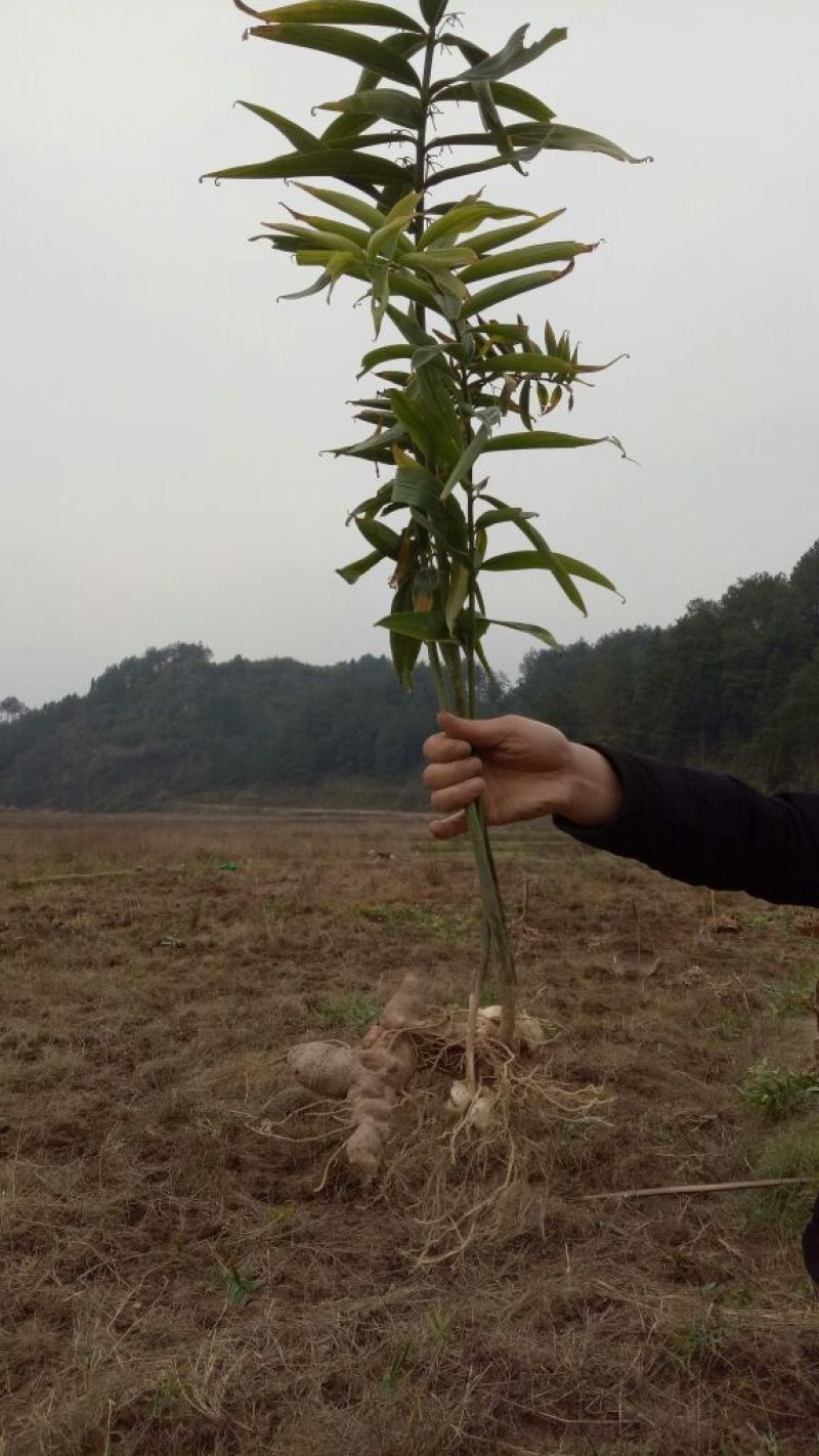 黄精甜统个