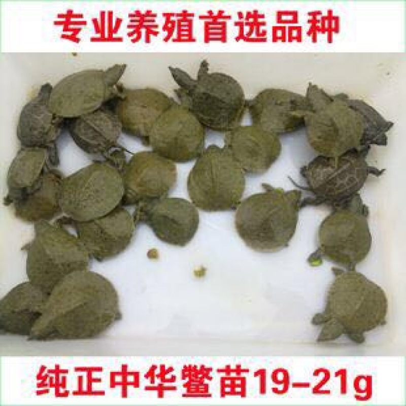 鳖苗雄人工养殖