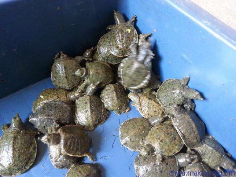 鳖苗雄人工养殖