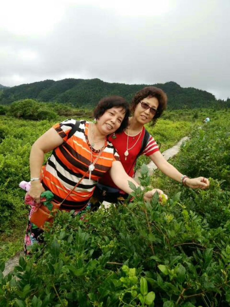 野生藤茶