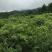 野生藤茶