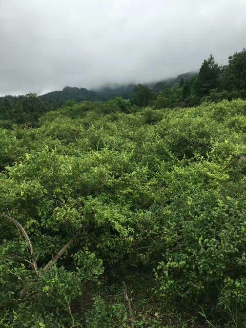 野生藤茶