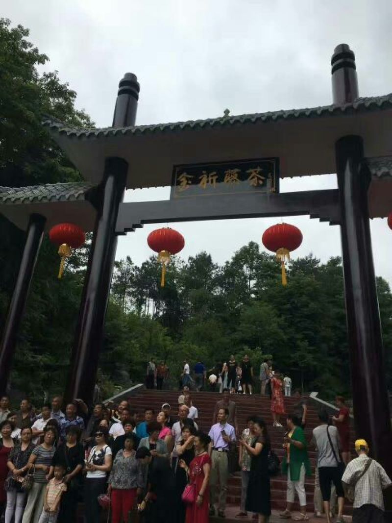 野生藤茶