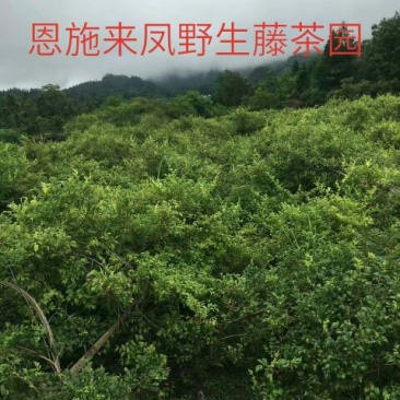 野生藤茶