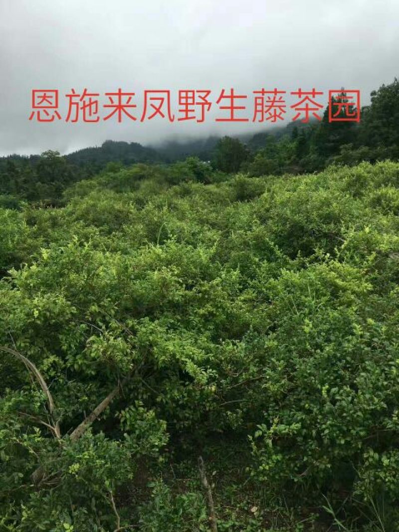 野生藤茶