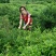 野生藤茶