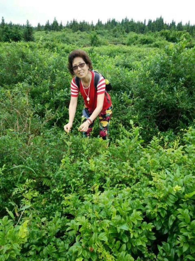 野生藤茶