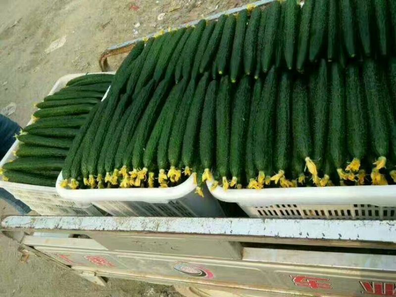 密刺黄瓜鲜花带刺25公分以上质量好价格低视频看货等您来电