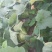 菜瓜30~40cm