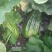 菜瓜30~40cm