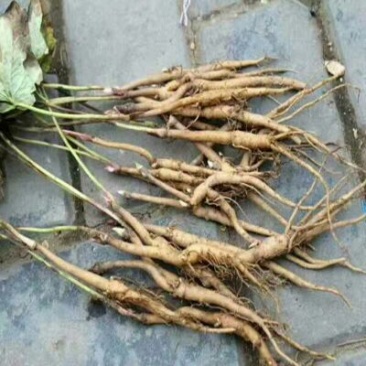 白花单瓣凤丹白牡丹苗10~20cm