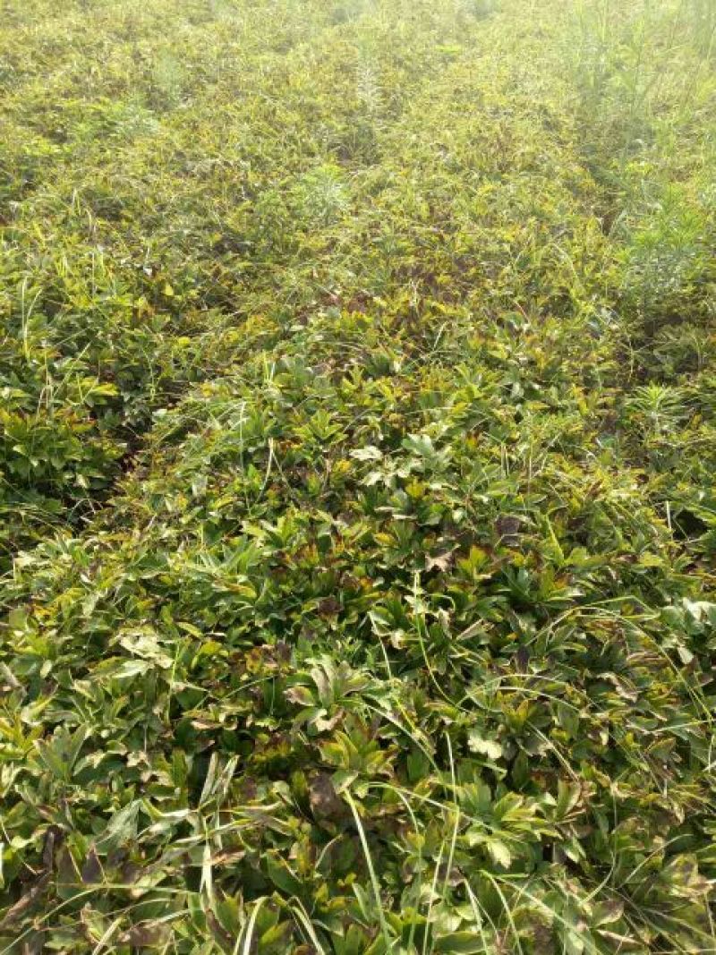 白花单瓣凤丹白牡丹苗10~20cm