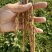 白花单瓣凤丹白牡丹苗10~20cm