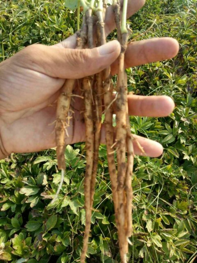 白花单瓣凤丹白牡丹苗10~20cm