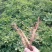 白花单瓣凤丹白牡丹苗10~20cm
