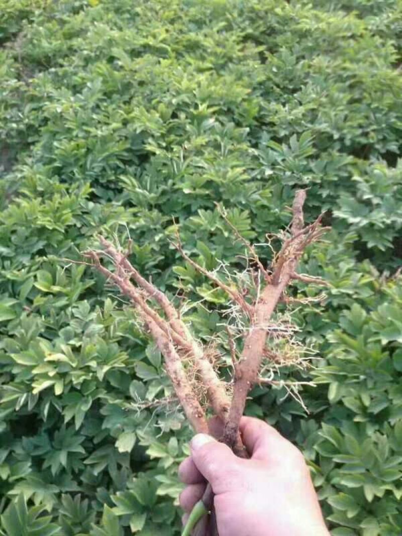 白花单瓣凤丹白牡丹苗10~20cm