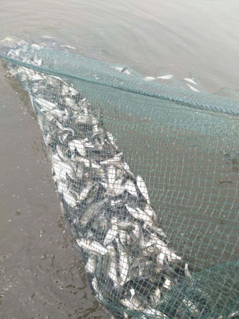 白鲢苗