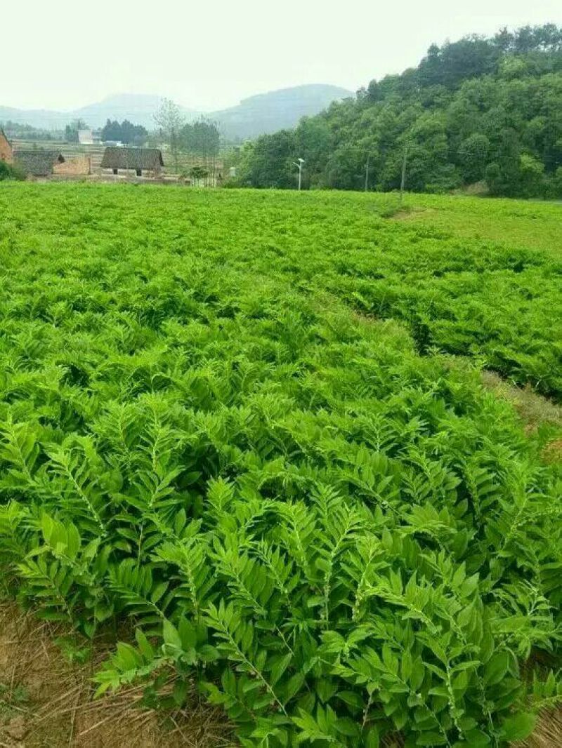 玉竹湿